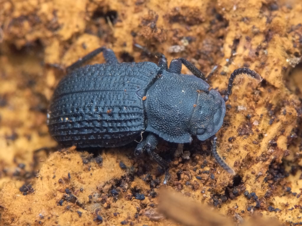 Bolitophagus reticulatus (Linnaeus, 1767)